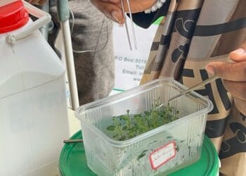 Ibirayi byongerewe ubushobozi byitezweho impinduka mu buhinzi n’ibiribwa mu Rwanda