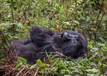 Ese inyamaswa zo mu ishyamba ziracyafite umutekano? – Uruhare rwacu mu kuzirengera