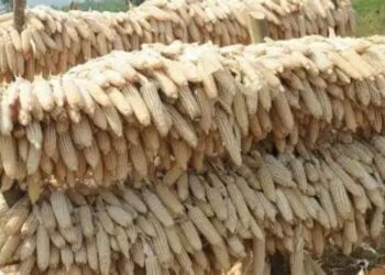 Kugabanya igihombo cy’ibikomoka ku musaruro nyuma yo gusarurwa ni Inkingi y’umutekano w’ibiribwa mu Rwanda