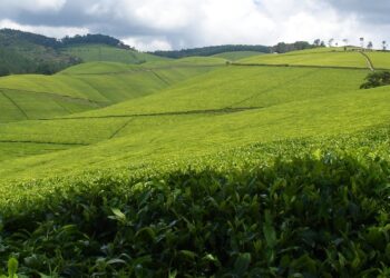 Mu myaka itanu ishize amadovize yinjizwaga n’ibikomoka ku buhinzi yikubye hafi kabiri