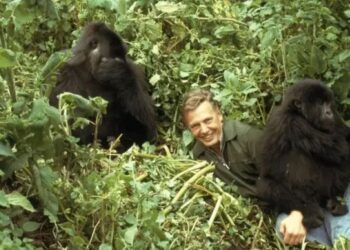 Hakozwe filimi mbarankuru ku ngagi zo mu rwanda