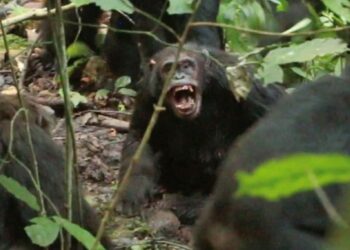 Uganda: Inguge zabanaga zahindutse abanzi