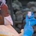 Ebola yongeye kwaduka muri DR Congo iri koreka imbaga
